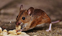 24 Hour & Emergency Exterminators in Doon, IA